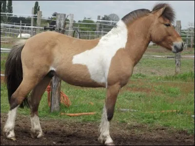 Quelle est cette robe ?