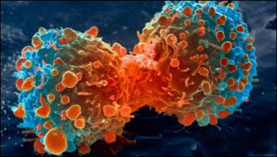 19 cellules cancéreuses sont tuées chaque minute par notre corps.