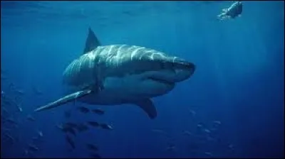 Les premiers requins sont apparus avant les premiers arbres.