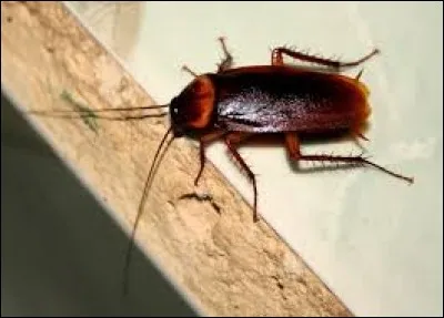 Quel est l'autre nom de la blatte ?