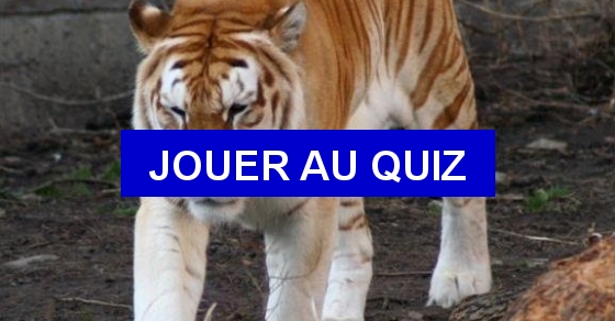 Quiz sur les tigres