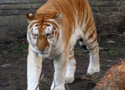 Quiz Le tigre