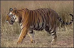 Sur 9 sous-espces de tigres (tigre de Sibrie,tigre de Bengale...) combien sont teintes ?