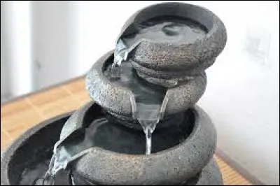 Petit sureau produisant des baies noires :