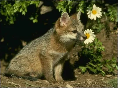 Ce jeune animal est un ...