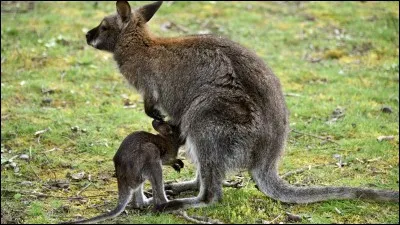 Il existe un site en France où vous pouvez apercevoir des wallabies sauvages en liberté !
