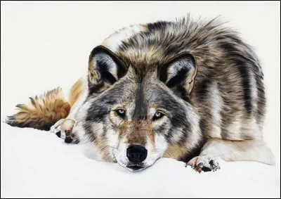 Un loup de votre meute est blessé. Que faites-vous ?