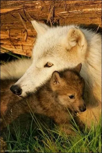 Il y a une attaque dans la tanière où il y avait des petits. Que faites-vous ?