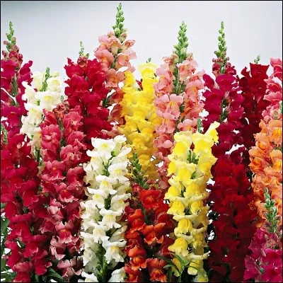 Un muflier est appelé gueule-de-