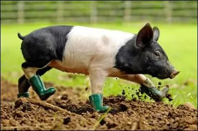 M - Une personne atteinte de "mysophobie" a une peur maladive des mygales.