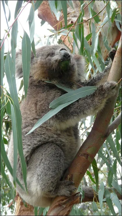 K - Le "koala", marsupial arboricole end&eacute;mique de l'Australie, boit tr&egrave;s rarement.