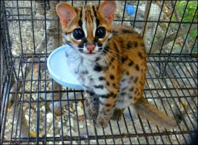 Voisin de la marjolaine, dont on lui donne parfois le nom !