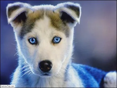 Grand oiseau échassier, habitant des grandes plaines, qui passe en France en hiver !