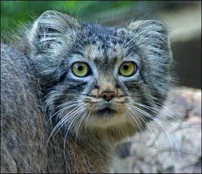 Fougère des lieux humides, qualifiée de royale !