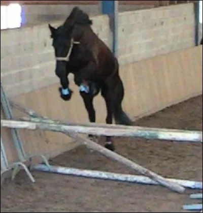 Mon cheval ou poney me fait tomber puis il part au galop et il saute un obstacle.