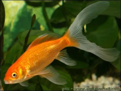 Dans un bassin d'eau extérieur, de quoi un poisson rouge se nourrit-il durant l'hiver ?