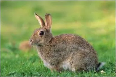 Pour déplacer un lapin, il ne faut jamais le prendre...