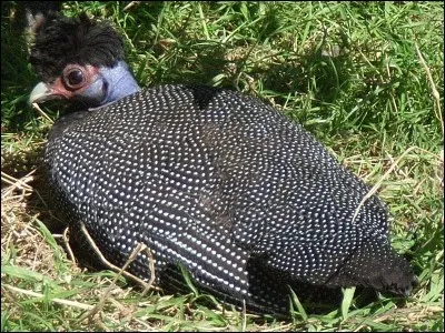 Est-ce une pintade ou une dinde à tête rouge et pattes noires ?