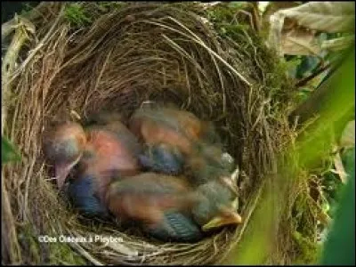 Ces oisillons qui sont nés au bout de 12 à 14 jours, se trouvaient d'abord dans des ufs d'un splendide bleu-vert. Les voilà au nid attendant la pitance.