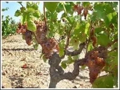 Nous savons que les vins blancs de Sancerre ont une AOC depuis 1936. Depuis quand les rouges en ont-ils également obtenu obtenu une ?