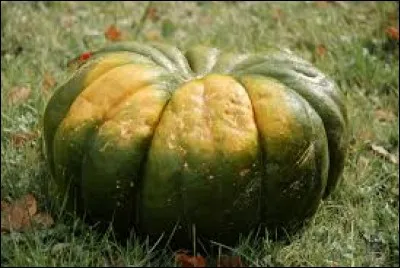 Le potiron est une cucurbitacée comme le cornichon et le concombre.