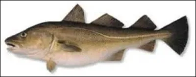 La morue et le colin sont un seul et même poisson.