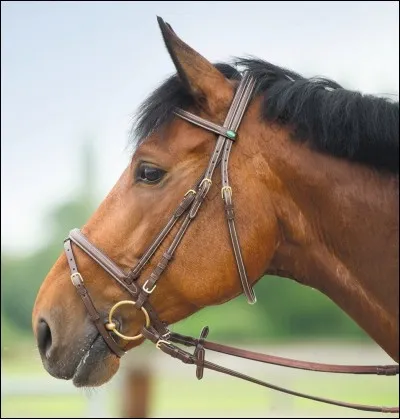 Qu'est-ce qui ne fait pas partie du filet ?