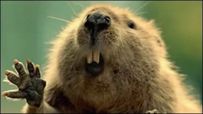 Les singes sont-ils :