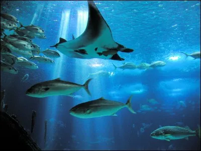 Quel est le volume de l'aquarium de Lisbonne (Oceanarium) ?