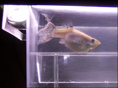 Quel terme est employé lorsqu'une femelle guppy porte des alevins ?