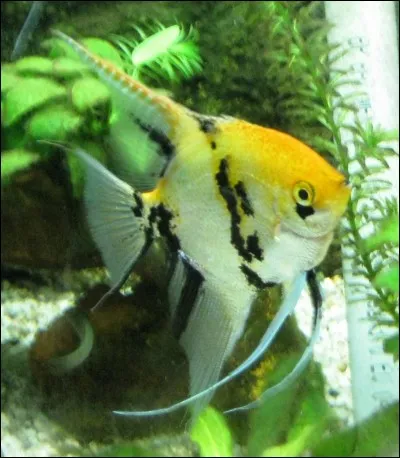 Quelles dimensions d'aquarium sont idéales pour un groupe de 4/5 scalaires?