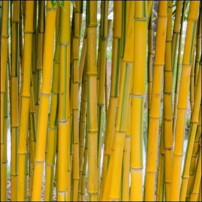 Lequel de ces bambous est utilisable en aquarium ?