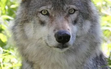 Quiz Loups