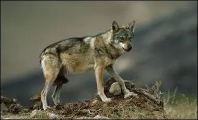Quel est ce loup ?