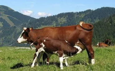 Quiz Vaches