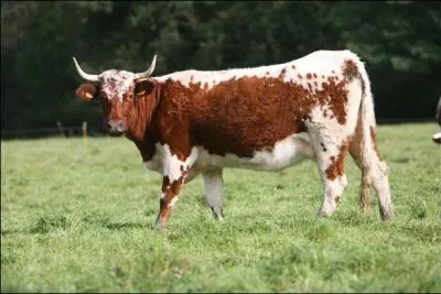 Cette vache est de race
