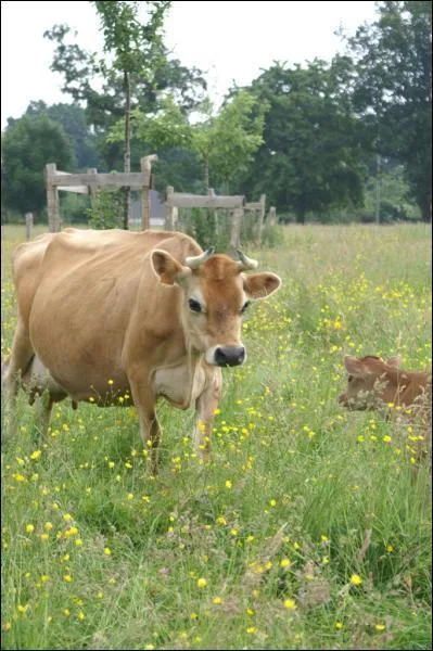 Cette vache est de race