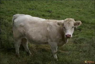 Cette vache est de race