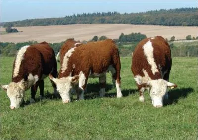 Cette vache est de race