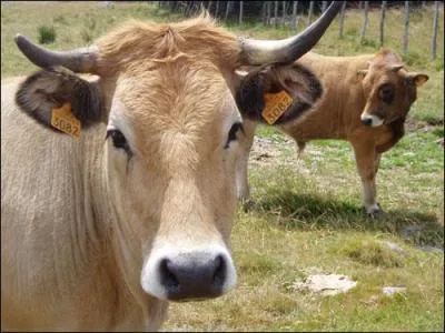 Cette vache est de race