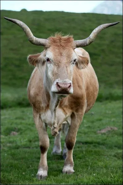 Cette vache est de race