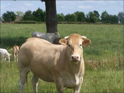 Cette vache est de race