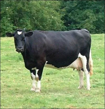 Cette vache est de race
