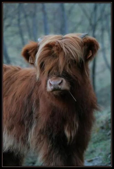 Cette vache est de race