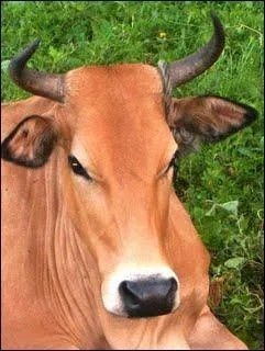 Cette vache est de race