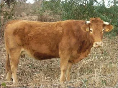 Cette vache est de race