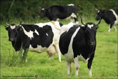 Cette vache est de race