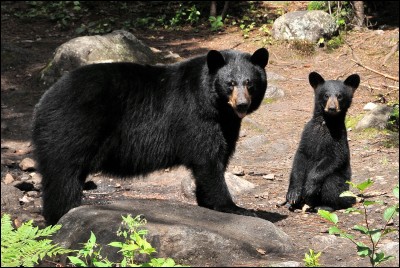 Quel est l'ours noir ?