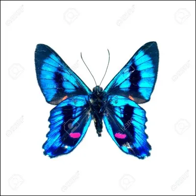 Quel est le papillon non rare ?