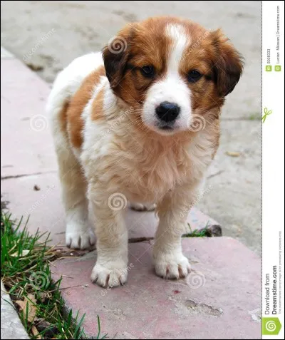 Quel est le chiot qui joue ?